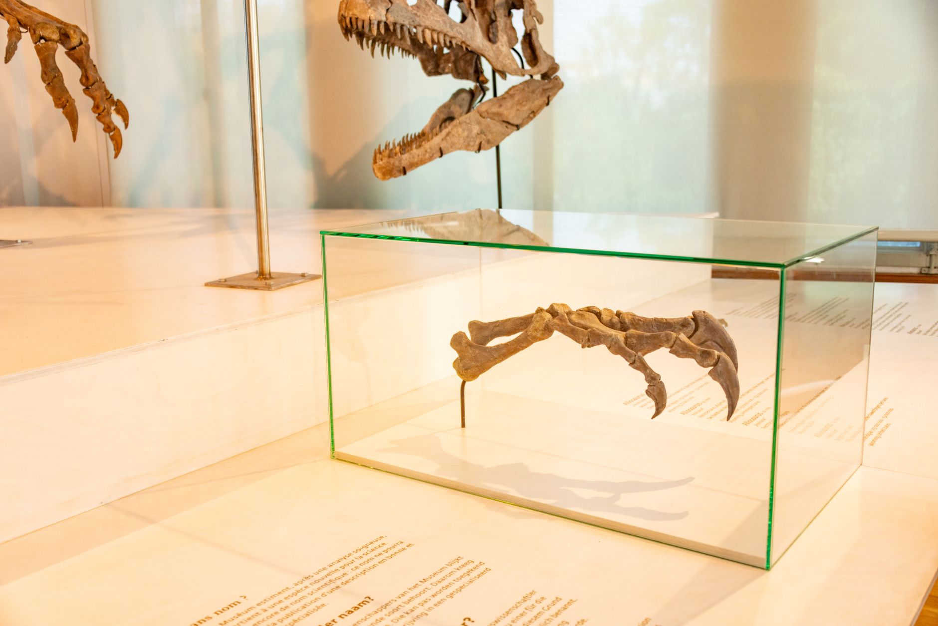 close-up of Miocene dental fossils showing enlarged molars, paleontologist examining bone fragments under magnifying glass, museum specimen display with detailed teeth anatomy, scientific discovery moment