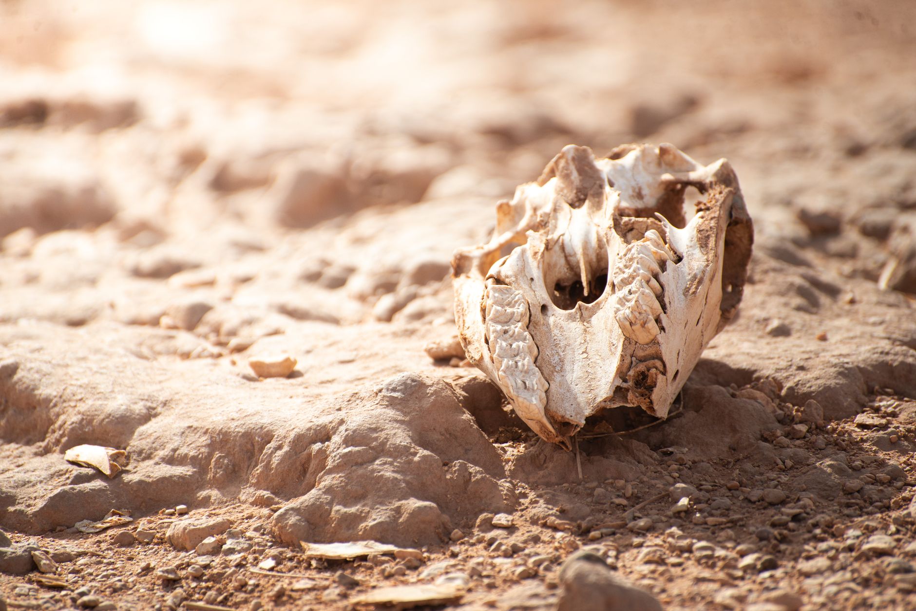 forensic investigation of ancient skeletal remains, close-up of bones and skull, scientific analysis work, pale tones